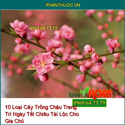 10 Loại Cây Trồng Chậu Trang Trí Ngày Tết Chiêu Tài Lộc Cho Gia Chủ