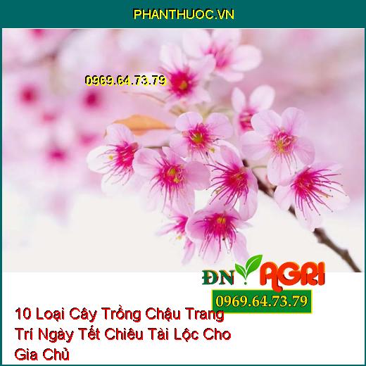 10 Loại Cây Trồng Chậu Trang Trí Ngày Tết Chiêu Tài Lộc Cho Gia Chủ