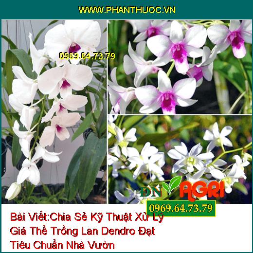 Chia Sẻ Kỹ Thuật Xử Lý Giá Thể Trồng Lan Dendro Đạt Tiêu Chuẩn Nhà Vườn