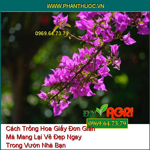 Cách Trồng Hoa Giấy Đơn Giản Mà Mang Lại Vẻ Đẹp Ngay Trong Vườn Nhà Bạn