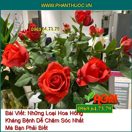 Những Loại Hoa Hồng Kháng Bệnh Dễ Chăm Sóc Nhất Mà Bạn Phải Biết