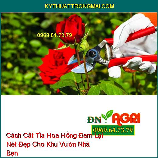 Cách Cắt Tỉa Hoa Hồng Đem Lại Nét Đẹp Cho Khu Vườn Nhà Bạn 