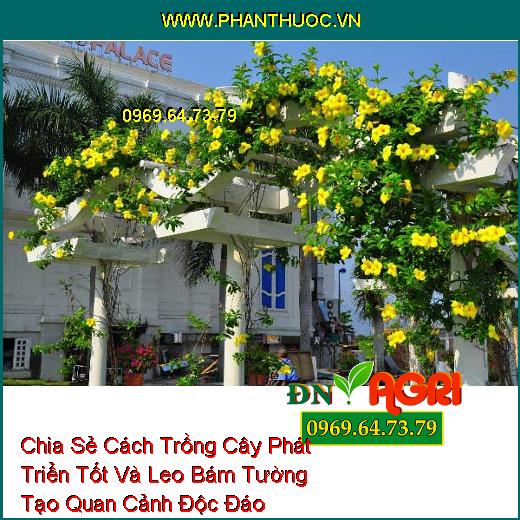 Chia Sẻ Cách Trồng Cây Phát Triển Tốt Và Leo Bám Tường Tạo Quan Cảnh Độc Đáo