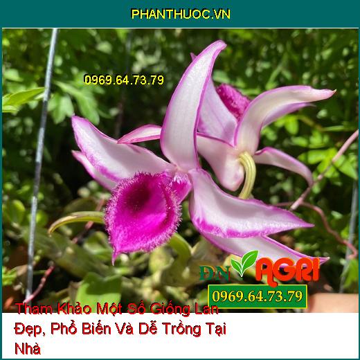 Tham Khảo Một Số Giống Lan Đẹp, Phổ Biến Và Dễ Trồng Tại Nhà 