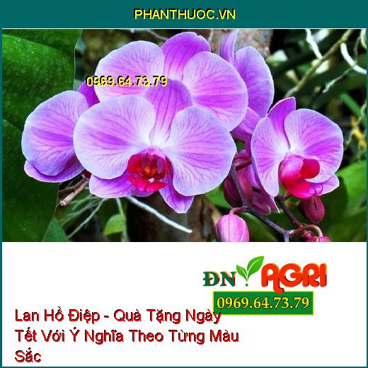 Lan Hồ Điệp - Quà Tặng Ngày Tết Với Ý Nghĩa Theo Từng Màu Sắc