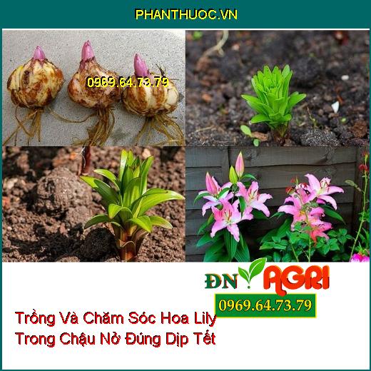 Trồng Và Chăm Sóc Hoa Lily Trong Chậu Nở Đúng Dịp Tết