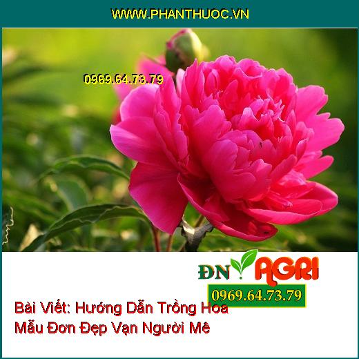 Hướng Dẫn Trồng Hoa Mẫu Đơn Đẹp Vạn Người Mê