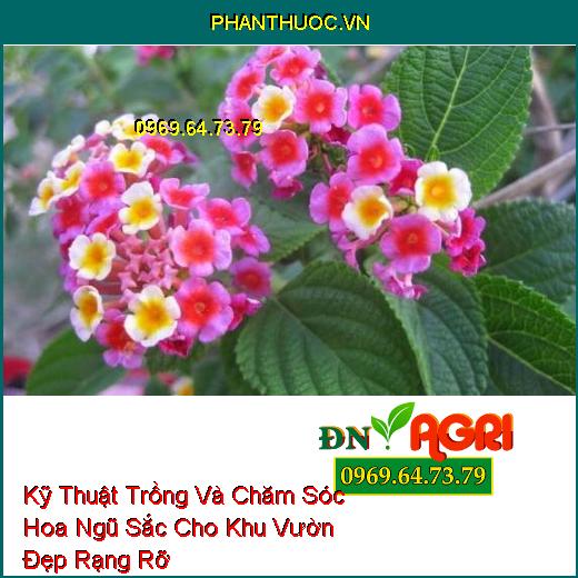 Kỹ Thuật Trồng Và Chăm Sóc Hoa Ngũ Sắc Cho Khu Vườn Đẹp Rạng Rỡ