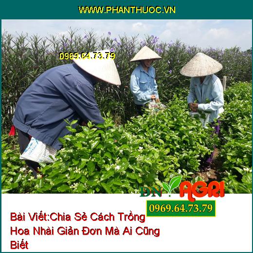 Chia Sẻ Cách Trồng Hoa Nhài Giản Đơn Mà Ai Cũng Biết