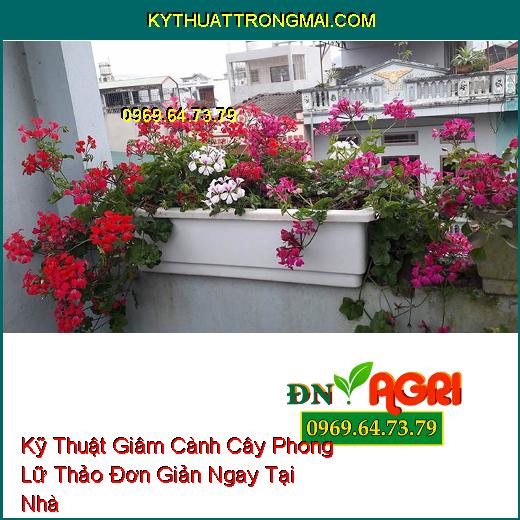 Kỹ Thuật Giâm Cành Cây Phong Lữ Thảo Đơn Giản Ngay Tại Nhà