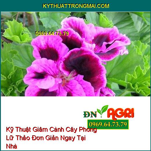 Kỹ Thuật Giâm Cành Cây Phong Lữ Thảo Đơn Giản Ngay Tại Nhà