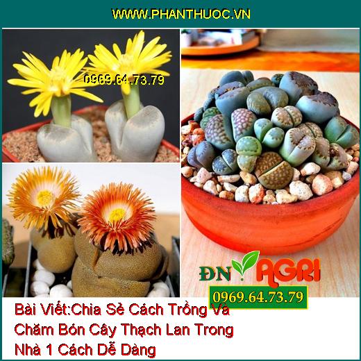 Chia Sẻ Cách Trồng Và Chăm Bón Cây Thạch Lan Trong Nhà 1 Cách Dễ Dàng