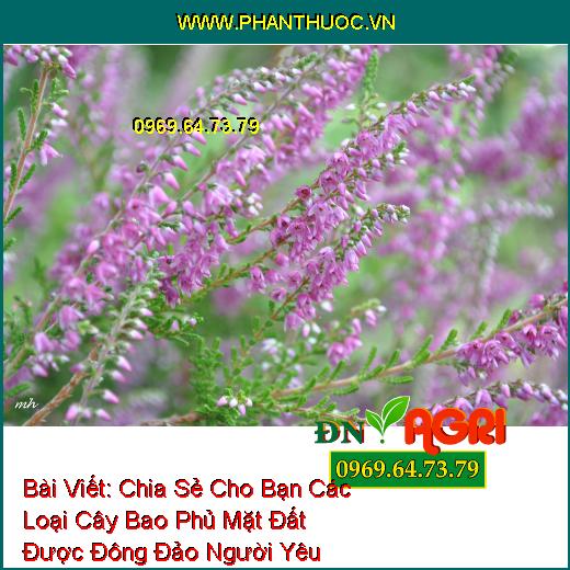 Chia Sẻ Cho Bạn Các Loại Cây Bao Phủ Mặt Đất Được Đông Đảo Người Yêu Mến