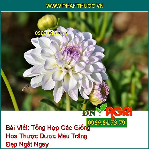 Tổng Hợp Các Giống Hoa Thược Dược Màu Trắng Đẹp Ngất Ngay