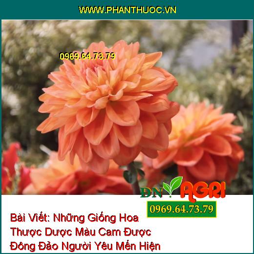 Những Giống Hoa Thược Dược Màu Cam Được Đông Đảo Người Yêu Mến Hiện Nay