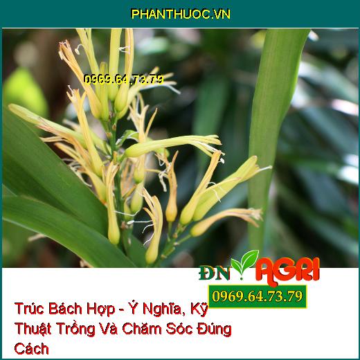 Trúc Bách Hợp - Ý Nghĩa, Kỹ Thuật Trồng Và Chăm Sóc Đúng Cách