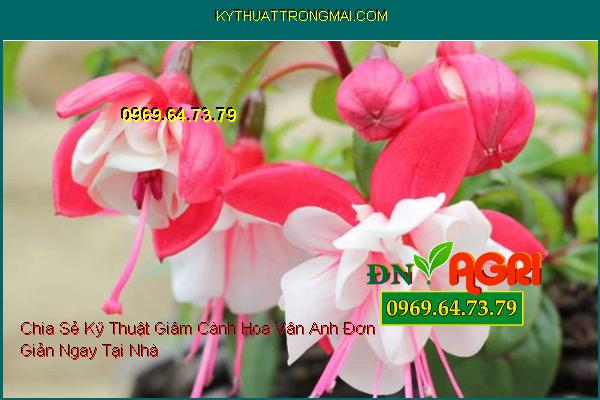 Chia Sẻ Kỹ Thuật Giâm Cành Hoa Vân Anh Đơn Giản Ngay Tại Nhà