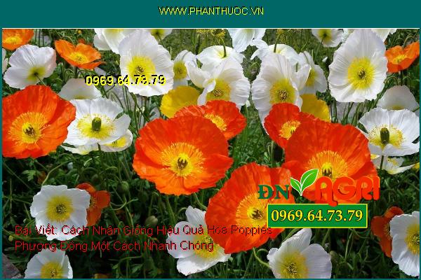 Cách Nhân Giống Hiệu Quả Hoa Poppies Phương Đông Một Cách Nhanh Chóng