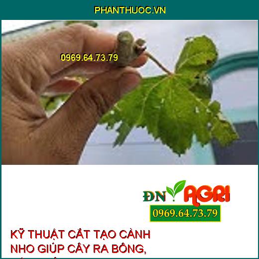 KỸ THUẬT CẮT TẠO CÀNH NHO GIÚP CÂY RA BÔNG, ĐẬU TRÁI