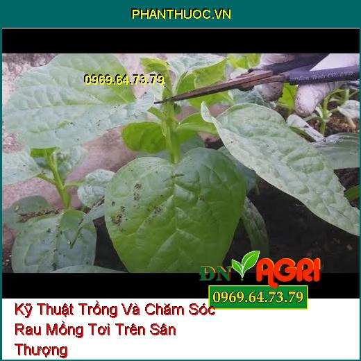 Kỹ Thuật Trồng Và Chăm Sóc Rau Mồng Tơi Trên Sân Thượng 