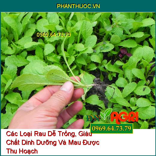 Các Loại Rau Dễ Trồng, Giàu Chất Dinh Dưỡng Và Mau Được Thu Hoạch