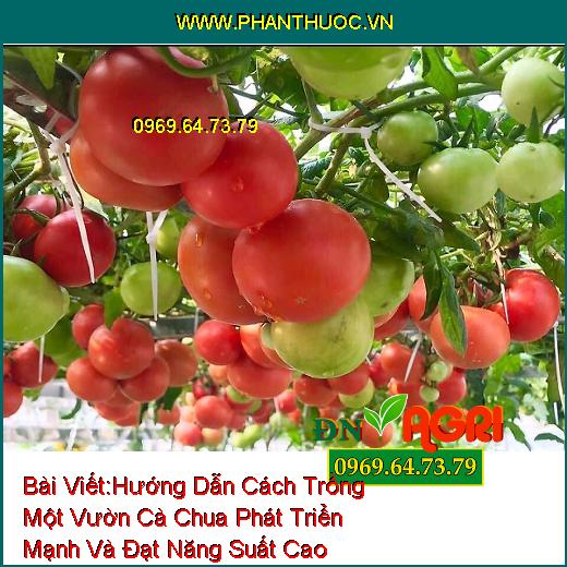 Hướng Dẫn Cách Trồng Một Vườn Cà Chua Phát Triển Mạnh Và Đạt Năng Suất Cao