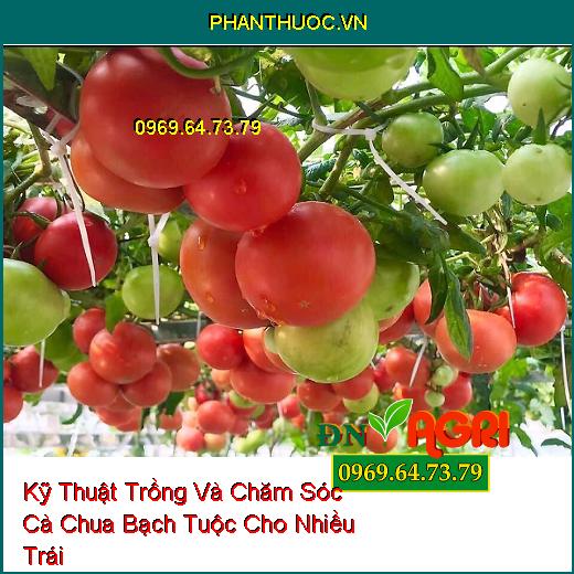 Kỹ Thuật Trồng Và Chăm Sóc Cà Chua Bạch Tuộc Cho Nhiều Trái