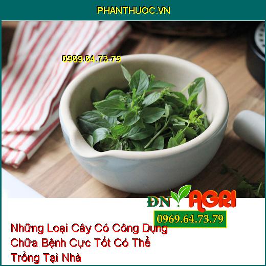 Những Loại Cây Có Công Dụng Chữa Bệnh Cực Tốt Có Thể Trồng Tại Nhà