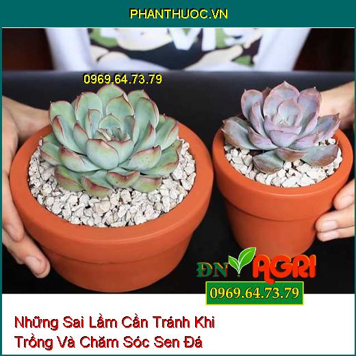 Những Sai Lầm Cần Tránh Khi Trồng Và Chăm Sóc Sen Đá