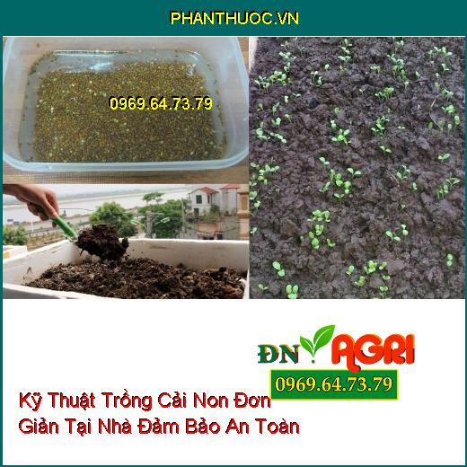 Kỹ Thuật Trồng Cải Non Đơn Giản Tại Nhà Đảm Bảo An Toàn