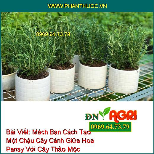 Mách Bạn Cách Tạo Một Chậu Cây Cảnh Giữa Hoa Pansy Với Cây Thảo Mộc