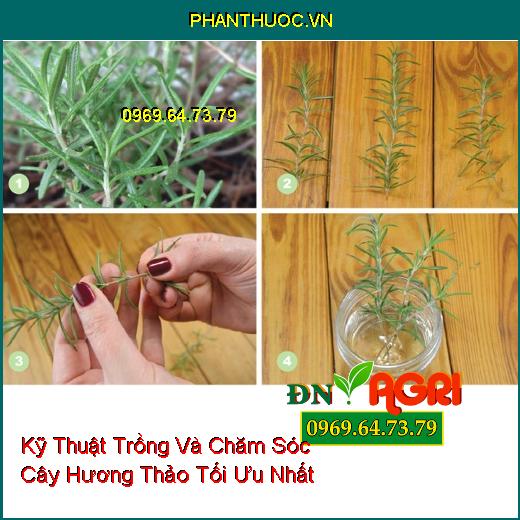 Kỹ Thuật Trồng Và Chăm Sóc Cây Hương Thảo Tối Ưu Nhất