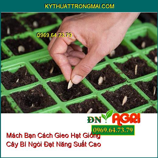 Mách Bạn Cách Gieo Hạt Giống Cây Bí Ngòi Đạt Năng Suất Cao