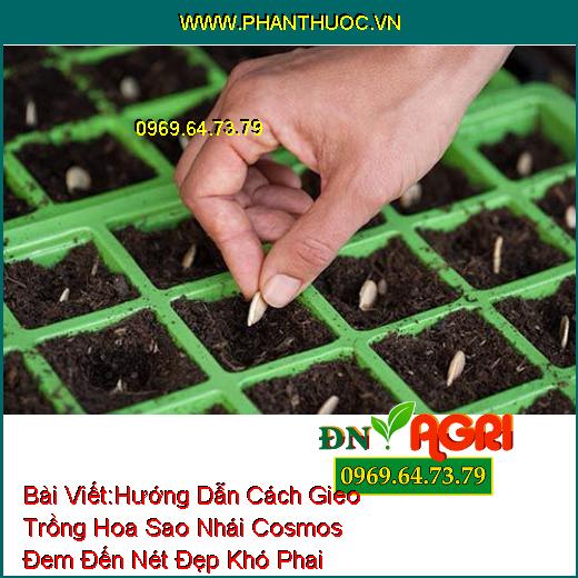 Hướng Dẫn Cách Gieo Trồng Hoa Sao Nhái Cosmos Đem Đến Nét Đẹp Khó Phai