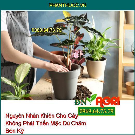 Nguyên Nhân Khiến Cho Cây Không Phát Triển Mặc Dù Chăm Bón Kỹ