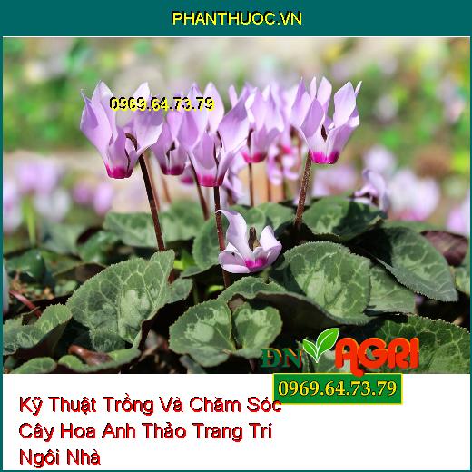 Kỹ Thuật Trồng Và Chăm Sóc Cây Hoa Anh Thảo Trang Trí Ngôi Nhà