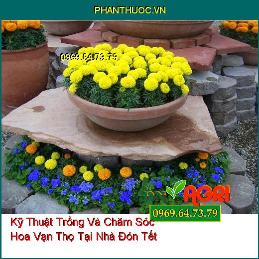 Kỹ Thuật Trồng Và Chăm Sóc Hoa Vạn Thọ Tại Nhà Đón Tết