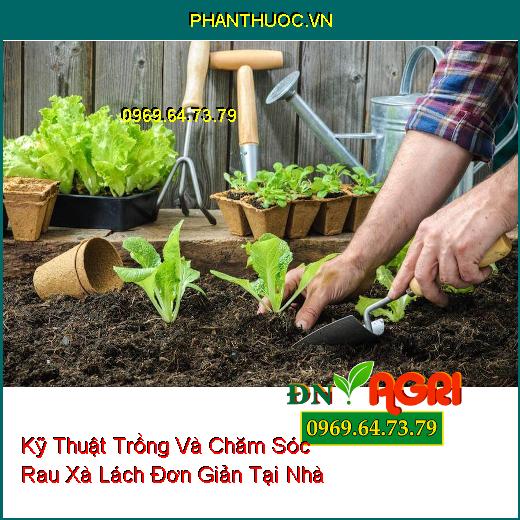 Kỹ Thuật Trồng Và Chăm Sóc Rau Xà Lách Đơn Giản Tại Nhà