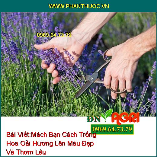 Mách Bạn Cách Trồng Hoa Oải Hương (Lavender) Lên Màu Đẹp Và Thơm Lâu