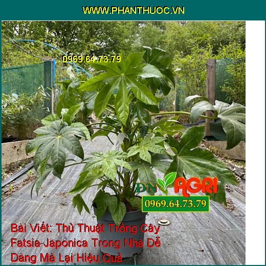 Thủ Thuật Trồng Cây Fatsia Japonica Trong Nhà Dễ Dàng Mà Lại Hiệu Quả