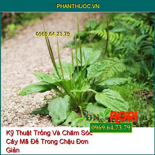 Kỹ Thuật Trồng Và Chăm Sóc Cây Mã Đề Trong Chậu Đơn Giản