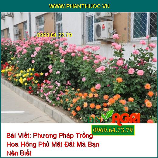 Phương Pháp Trồng Hoa Hồng Phủ Mặt Đất Mà Bạn Nên Biết