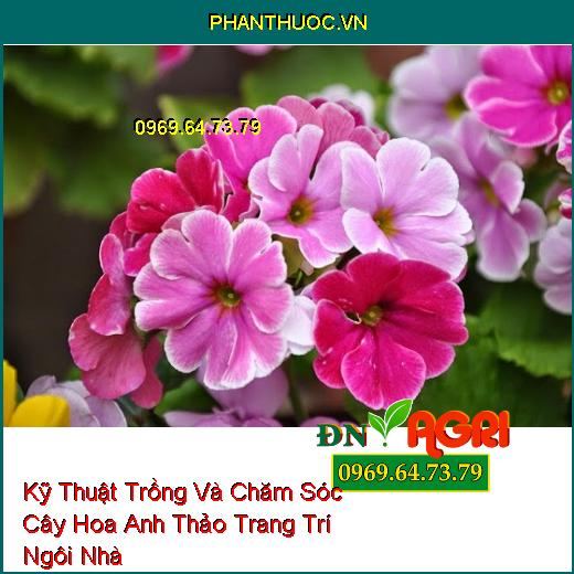 Kỹ Thuật Trồng Và Chăm Sóc Cây Hoa Anh Thảo Trang Trí Ngôi Nhà