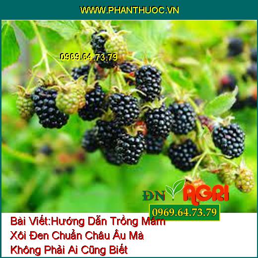 Hướng Dẫn Trồng Mâm Xôi Đen (Blackberries) Chuẩn Châu Âu Mà Không Phải Ai Cũng Biết