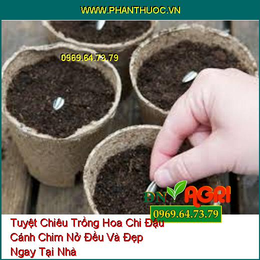 Tuyệt Chiêu Trồng Hoa Chi Đậu Cánh Chim Nở Đều Và Đẹp Ngay Tại Nhà