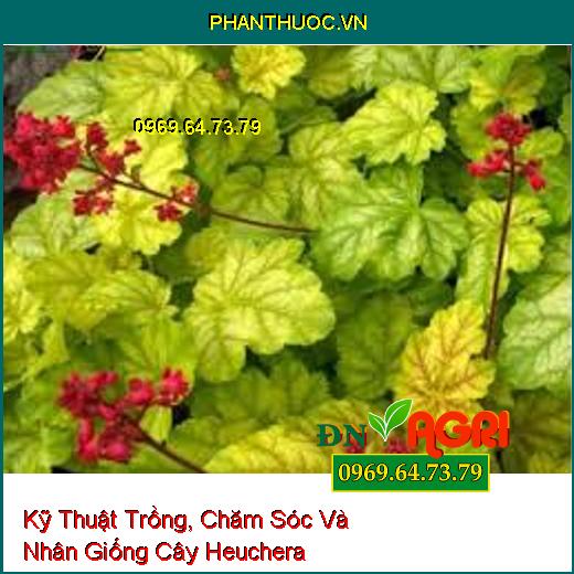 Kỹ Thuật Trồng, Chăm Sóc Và Nhân Giống Cây Heuchera 