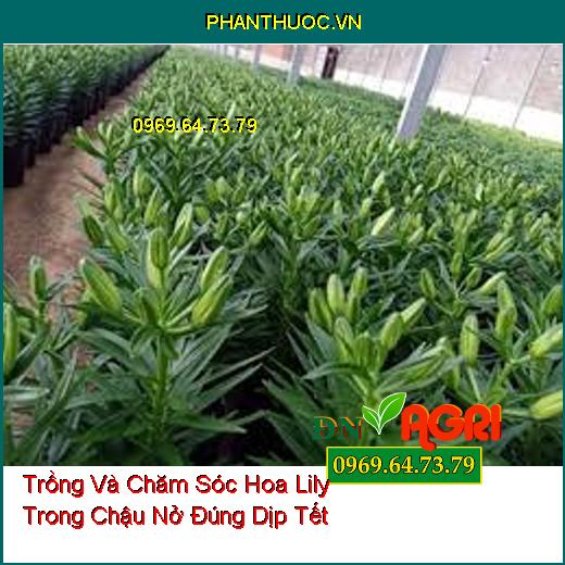 Trồng Và Chăm Sóc Hoa Lily Trong Chậu Nở Đúng Dịp Tết