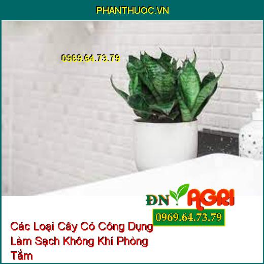 Các Loại Cây Có Công Dụng Làm Sạch Không Khí Phòng Tắm 