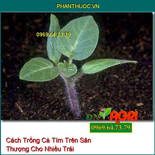 Cách Trồng Cà Tím Trên Sân Thượng Cho Nhiều Trái