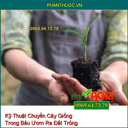 Kỹ Thuật Chuyển Cây Giống Trong Bầu Ươm Ra Đất Trồng